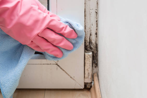 Best DIY Mold Remediation Support Services in Brewerton, NY