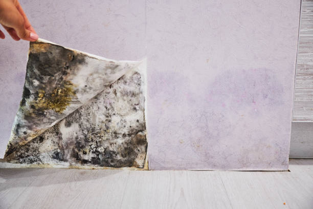 Best Emergency Mold Remediation in Brewerton, NY